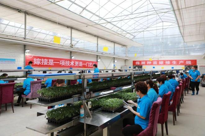 喜報！山東六家單位榮膺“全國巾幗現代農業科技示范基地”，引領技術推廣服務新風尚